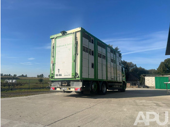 MAN TGS 26.440 DO PRZEWOZU BYDŁA MAN TGS 26.440 DO PRZEWOZU BYDŁA: slika 5