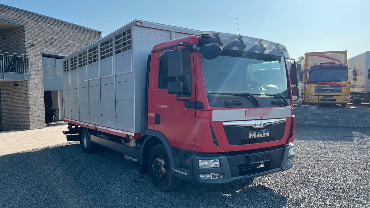 MAN TGL 10.220 Viehtransporter Rampe Trennwände - Kamioni za prevoz konja: slika 3 MAN TGL 10.220 Viehtransporter Rampe Trennwände - Kamioni za prevoz konja: slika 3