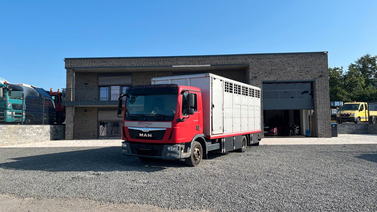 MAN TGL 10.220 Viehtransporter Rampe Trennwände - Kamioni za prevoz konja: slika 1 MAN TGL 10.220 Viehtransporter Rampe Trennwände - Kamioni za prevoz konja: slika 1