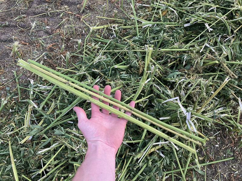 New Holland FR9060 for hemp harvest hemp harvester - Kombajn za stočnu hranu: slika 5 New Holland FR9060 for hemp harvest hemp harvester - Kombajn za stočnu hranu: slika 5