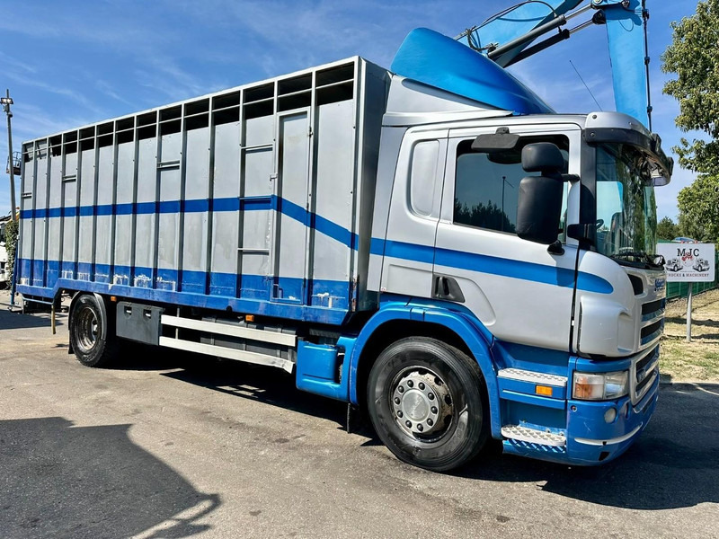 Scania P310 4x2 LIVESTOCK / VEEWAGEN / TIERTRANSPORT / BETAILLERE - ALU BOX 7m - MANUAL - A/C - BELGIAN TRUCK - Kamion za prevoz stoke: slika 1 Scania P310 4x2 LIVESTOCK / VEEWAGEN / TIERTRANSPORT / BETAILLERE - ALU BOX 7m - MANUAL - A/C - BELGIAN TRUCK - Kamion za prevoz stoke: slika 1