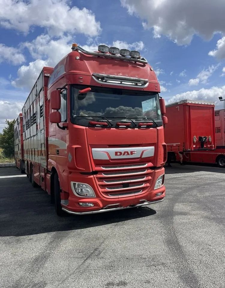 DAF XF 460 + Przyczepa Pezzaoli - 3X Trzoda, 2 X Bydło I 3 poziomy I Podnoszony dach I Hydroburta I Osie Skrętne I Poidła I Wentylatory I Pilot Manualny | Euro5 - Kamion za prevoz stoke: slika 1 DAF XF 460 + Przyczepa Pezzaoli - 3X Trzoda, 2 X Bydło I 3 poziomy I Podnoszony dach I Hydroburta I Osie Skrętne I Poidła I Wentylatory I Pilot Manualny | Euro5 - Kamion za prevoz stoke: slika 1