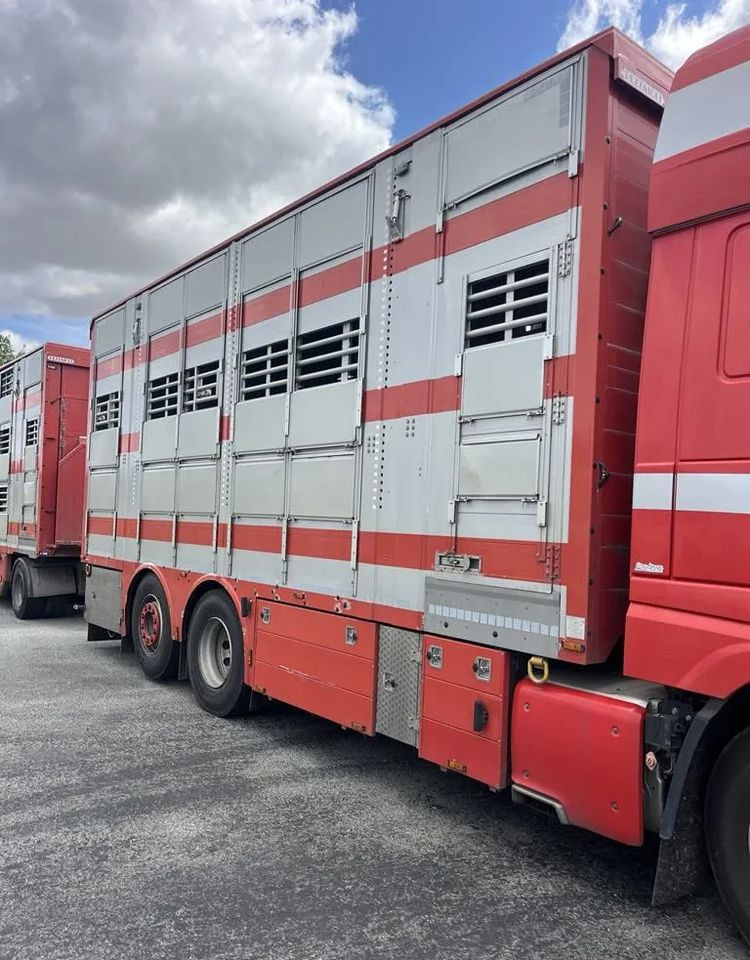 DAF XF 460 + Przyczepa Pezzaoli - 3X Trzoda, 2 X Bydło I 3 poziomy I Podnoszony dach I Hydroburta I Osie Skrętne I Poidła I Wentylatory I Pilot Manualny | Euro5 - Kamion za prevoz stoke: slika 5 DAF XF 460 + Przyczepa Pezzaoli - 3X Trzoda, 2 X Bydło I 3 poziomy I Podnoszony dach I Hydroburta I Osie Skrętne I Poidła I Wentylatory I Pilot Manualny | Euro5 - Kamion za prevoz stoke: slika 5