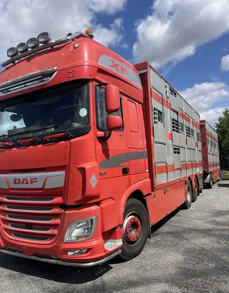 DAF XF 460 + Przyczepa Pezzaoli - 3X Trzoda, 2 X Bydło I 3 poziomy I Podnoszony dach I Hydroburta I Osie Skrętne I Poidła I Wentylatory I Pilot Manualny | Euro5 - Kamion za prevoz stoke: slika 2 DAF XF 460 + Przyczepa Pezzaoli - 3X Trzoda, 2 X Bydło I 3 poziomy I Podnoszony dach I Hydroburta I Osie Skrętne I Poidła I Wentylatory I Pilot Manualny | Euro5 - Kamion za prevoz stoke: slika 2