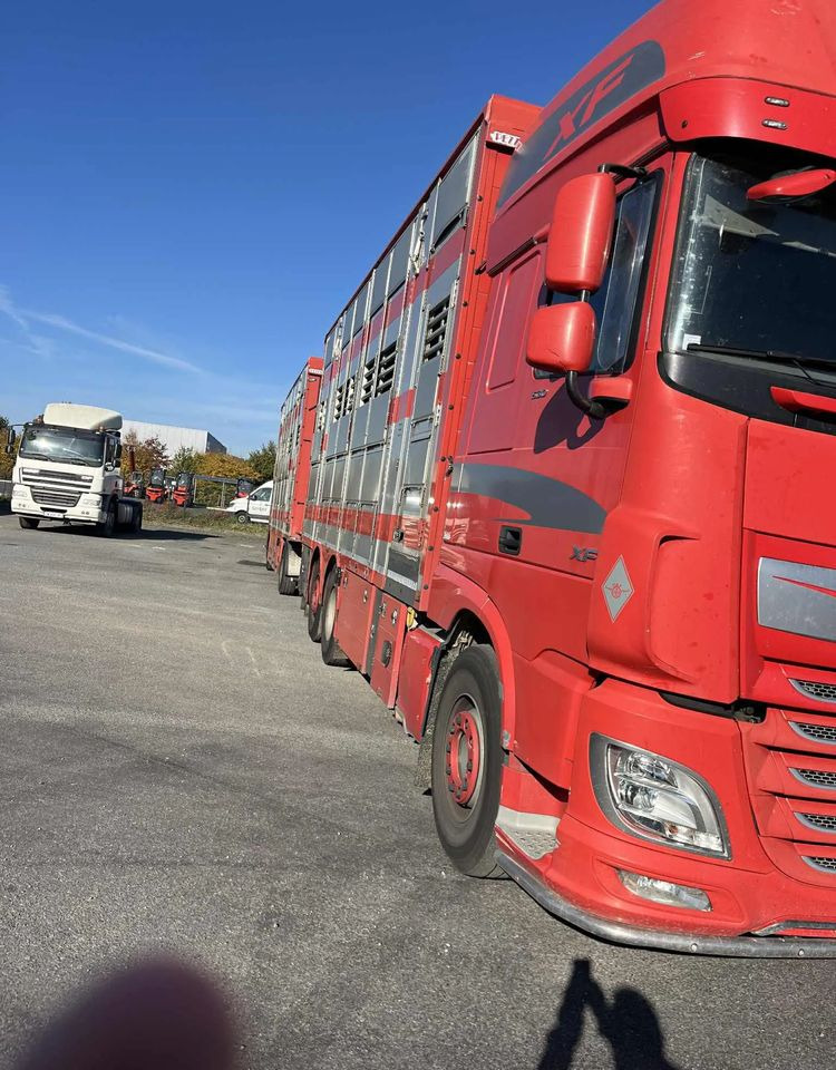 DAF XF 530 + Przyczepa Pezzaoli - 3X Trzoda, 2 X Bydło I 3 poziomy I Podnoszony dach I Hydroburta I Osie Skrętne I Poidła I Wentylatory I Pilot Manualny | - Kamion za prevoz stoke: slika 4 DAF XF 530 + Przyczepa Pezzaoli - 3X Trzoda, 2 X Bydło I 3 poziomy I Podnoszony dach I Hydroburta I Osie Skrętne I Poidła I Wentylatory I Pilot Manualny | - Kamion za prevoz stoke: slika 4