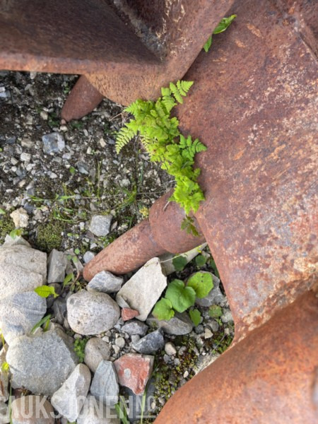 Poljoprivredna mašina 1900 Traktor-/maskinskjær eldre modell: slika 11 Poljoprivredna mašina 1900 Traktor-/maskinskjær eldre modell: slika 11