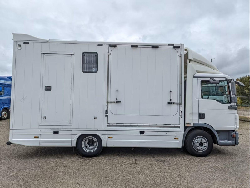 MAN TGL 12.250 - Horse transporter - Kamioni za prevoz konja: slika 5 MAN TGL 12.250 - Horse transporter - Kamioni za prevoz konja: slika 5